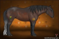 Horse Color:Bay Rabicano 