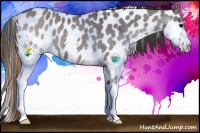 Horse Color:Grullo Splash Appaloosa 