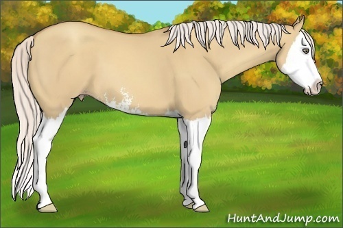 Horse Color:Silver Classic Champagne Dun Sabino Splash 