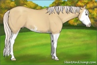 Horse Color:Silver Classic Champagne Dun Sabino Splash 