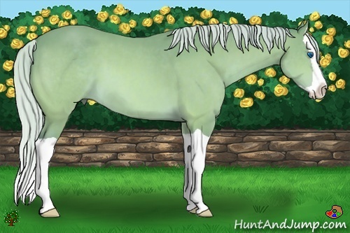 Horse Color:Watercolor Silver Bay Splash 