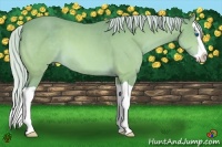 Horse Color:Watercolor Silver Bay Splash