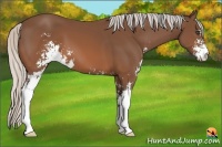 Horse Color:Silver Brown Sabino 