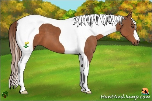 Horse Color:Chestnut Tobiano