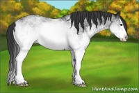 Horse Color:White Spotted Black Splash