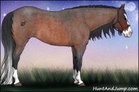 Horse Color:Bay Roan Splash