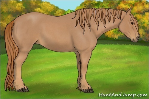 Horse Color:Red Roan