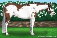 Horse Color:Bay Sabino Frame 