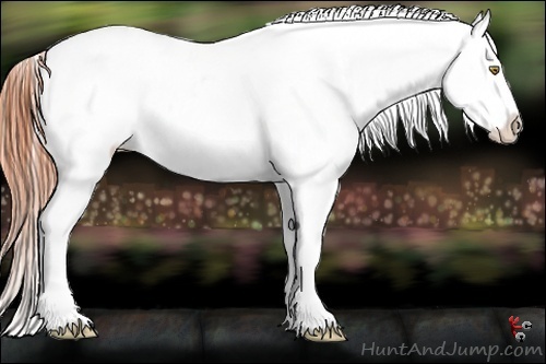 Horse Color:Amber Champagne Appaloosa 
