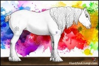 Horse Color:Buckskin Roan Appaloosa 