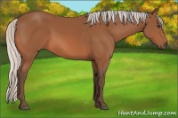 Horse Color:Silver Bay Sabino