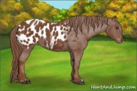 Horse Color:Chestnut Appaloosa
