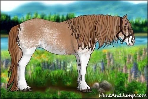 Horse Color:White Spotted Chestnut 