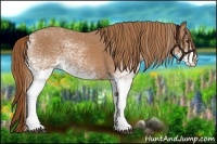 Horse Color:White Spotted Chestnut 