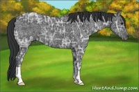 Horse Color:Black Ice 