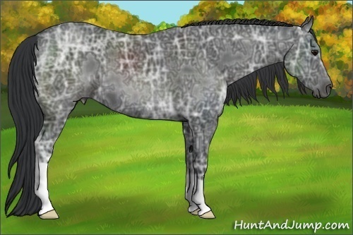 Horse Color:Black Ice 