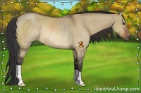 Horse Color:Bay Dun Rabicano 