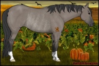 Horse Color:Grullo Rabicano 