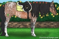 Horse Color:Bay Ice 