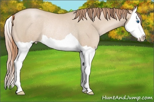 Horse Color:Smoky Black Pearl Splash Rabicano