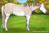Horse Color:Smoky Black Pearl Splash Rabicano 