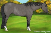 Horse Color:Grullo Rabicano
