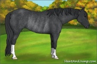 Horse Color:Black Rabicano 