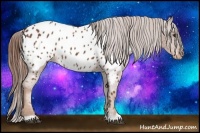 Horse Color:Chestnut Near Leopard