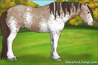 Horse Color:White Spotted Classic Champagne Ice