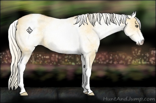 Horse Color:White Spotted Gold Cream Champagne Dun