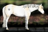 Horse Color:White Spotted Gold Cream Champagne Dun 