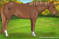 Horse Color:Chestnut 
