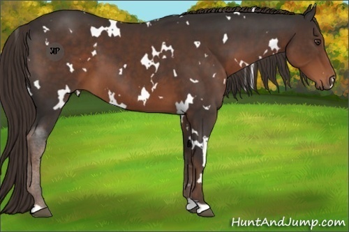 Horse Color:White Spotted Liver Chestnut 