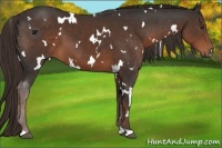 Horse Color:White Spotted Liver Chestnut 