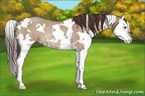 Horse Color:White Spotted Liver Red Dun Roan Splash Rabicano