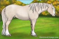 Horse Color:Palomino Roan Pearl Splash