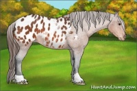 Horse Color:Bay Appaloosa 