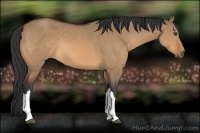 Horse Color:Bay Dun