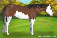 Horse Color:Bay Splash