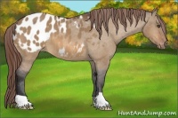 Horse Color:Bay Dun Appaloosa