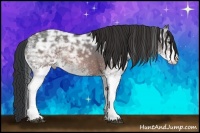 Horse Color:White Spotted Brown Ice Sabino Rabicano