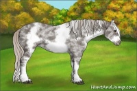 Horse Color:White Spotted Silver Black Splash Frame 