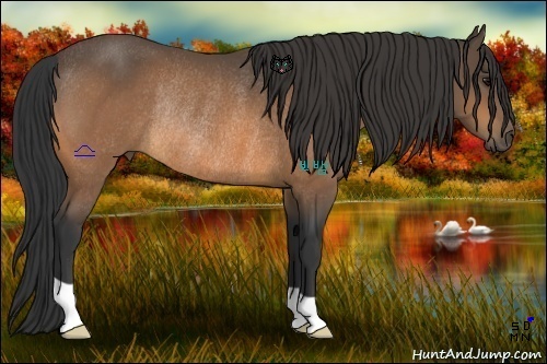 Horse Color:Buckskin Rabicano 