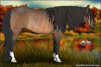 Horse Color:Buckskin Rabicano