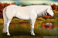 Horse Color:White Spotted Perlino 