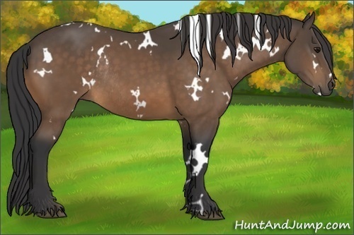 Horse Color:White Spotted Buckskin Frame Rabicano 