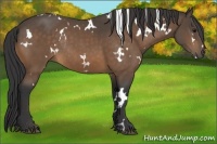 Horse Color:White Spotted Buckskin Frame Rabicano 