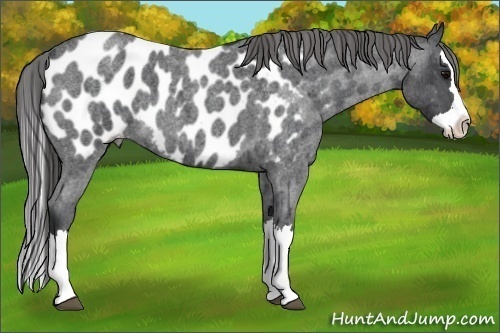 Horse Color:Blue Roan Splash Appaloosa