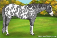 Horse Color:Blue Roan Splash Appaloosa 