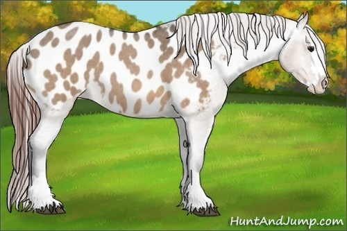 Horse Color:Bay Roan Dun Splash Appaloosa